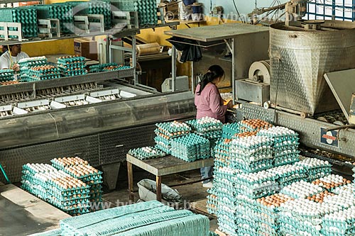  Packing eggs in poultry  - Galia city - Sao Paulo state (SP) - Brazil