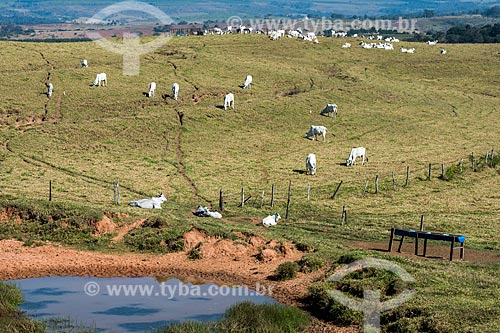  Nelore cattle in pasture  - Duartina city - Sao Paulo state (SP) - Brazil
