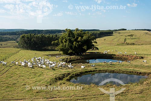  Pure Nelore cattle in pasture  - Duartina city - Sao Paulo state (SP) - Brazil