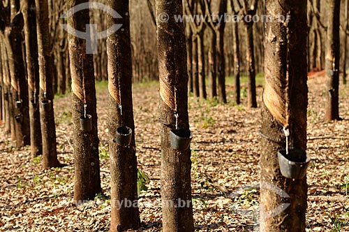  Collection of latex - rubber trees (Hevea brasiliensis)  - Planalto city - Sao Paulo state (SP) - Brazil