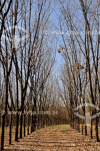  Collection of latex - rubber trees (Hevea brasiliensis)  - Planalto city - Sao Paulo state (SP) - Brazil