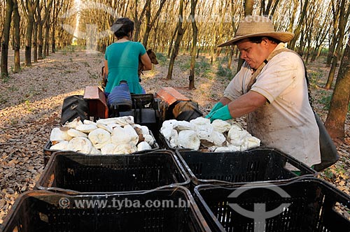  Rubber Tappers collecting natural rubber  - Uniao Paulista city - Sao Paulo state (SP) - Brazil