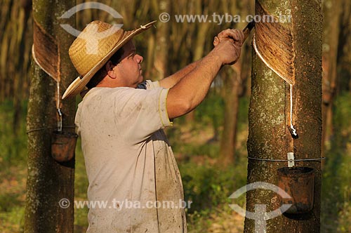  Rubber Tapper scratching trunk of rubber trees for latex extraction  - Uniao Paulista city - Sao Paulo state (SP) - Brazil