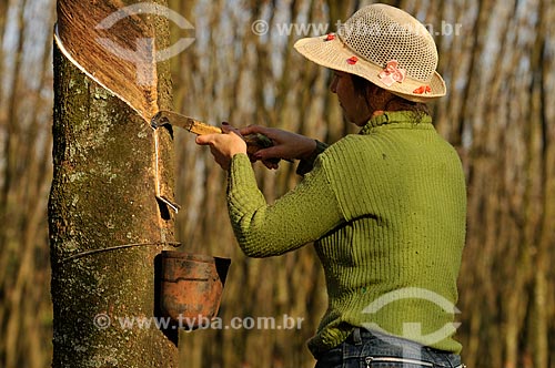  Rubber Tapper scratching trunk of rubber trees for latex extraction  - Uniao Paulista city - Sao Paulo state (SP) - Brazil