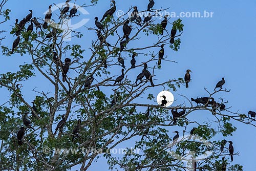  Neotropic Cormorant bunch (Phalacrocorax brasilianus) near to Cuiaba River  - Pocone city - Mato Grosso state (MT) - Brazil
