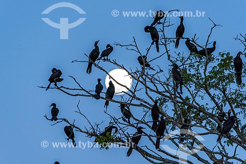  Neotropic Cormorant bunch (Phalacrocorax brasilianus) near to Cuiaba River  - Pocone city - Mato Grosso state (MT) - Brazil