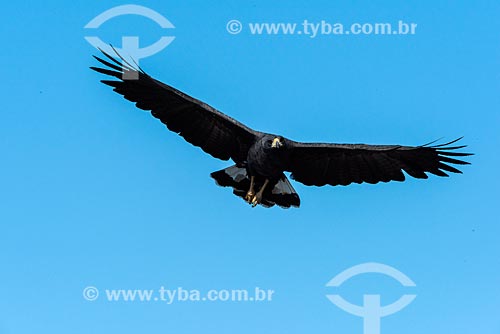  Great Black-Hawk (Urubitinga urubitinga) - Pantanal  - Mato Grosso state (MT) - Brazil