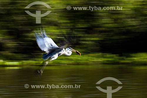  Cocoi heron (Ardea cocoi) - Pantanal  - Pocone city - Mato Grosso state (MT) - Brazil