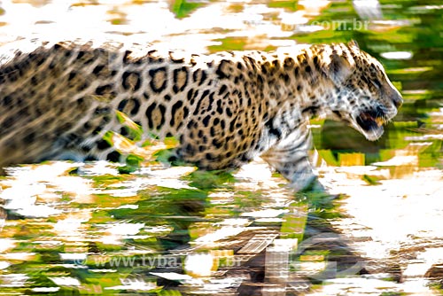  Jaguar (Panthera onca) - Pantanal  - Mato Grosso state (MT) - Brazil
