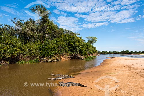  Yacare caiman (caiman crocodilus yacare) on the banks of the Tres Irmaos River - Encontro das Aguas State Park  - Pocone city - Mato Grosso state (MT) - Brazil