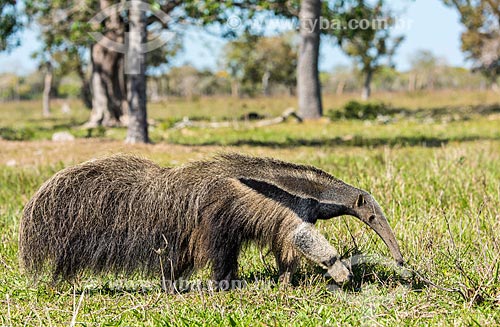  Giant anteater (Myrmecophaga tridactyla) - Pantanal  - Pocone city - Mato Grosso state (MT) - Brazil