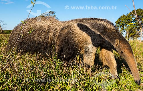  Giant anteater (Myrmecophaga tridactyla) - Pantanal  - Pocone city - Mato Grosso state (MT) - Brazil