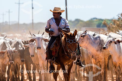  Detail of cattle herding and herd - Pantanal  - Mato Grosso state (MT) - Brazil
