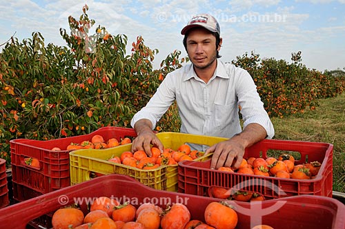  Farm worker picking persimmons - Rama Forte  - Jales city - Sao Paulo state (SP) - Brazil