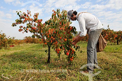  Farm worker picking persimmons - Rama Forte  - Jales city - Sao Paulo state (SP) - Brazil