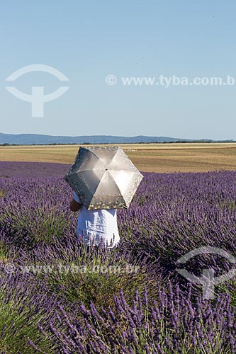 Turist observing the lavender fields near to Valensole city  - Valensole city - Alpes-de-Haute-Provence department - France