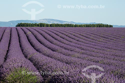  Lavender fields near to Valensole city  - Valensole city - Alpes-de-Haute-Provence department - France