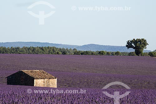  Lavender fields near to Valensole city  - Valensole city - Alpes-de-Haute-Provence department - France
