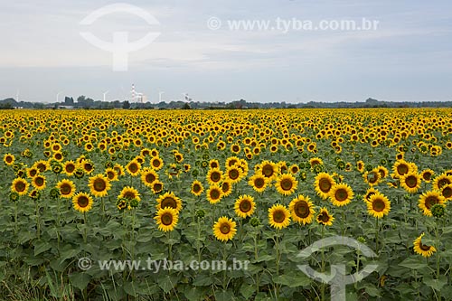  Sunflowers (Helianthus annuus) fields near to Arles city  - Arles city - Bouches-du-Rhône department - France