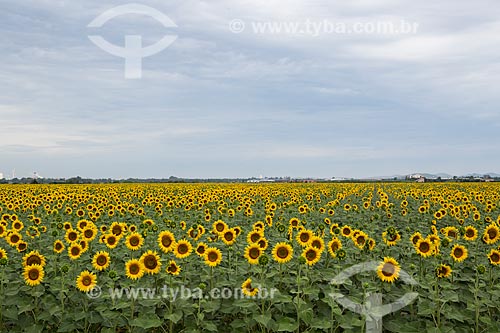  Sunflowers (Helianthus annuus) fields near to Arles city  - Arles city - Bouches-du-Rhône department - France