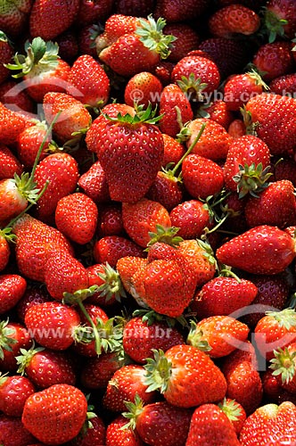  Strawberries plantation  - Urania city - Sao Paulo state (SP) - Brazil
