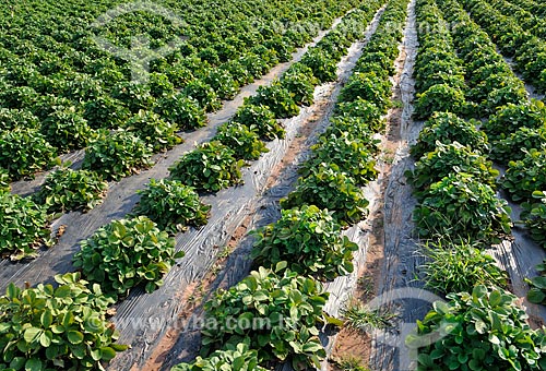  Strawberries plantation  - Urania city - Sao Paulo state (SP) - Brazil