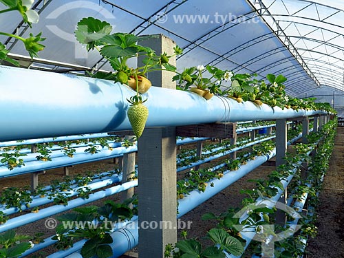  Detail of unripe strawberry - greenhouse with hydroponic plantation  - Caxias do Sul city - Rio Grande do Sul state (RS) - Brazil