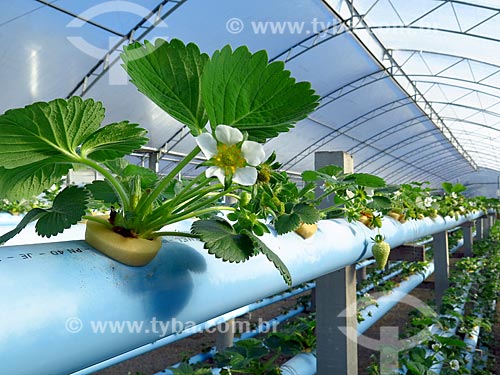  Detail of unripe strawberry - greenhouse with hydroponic plantation  - Caxias do Sul city - Rio Grande do Sul state (RS) - Brazil