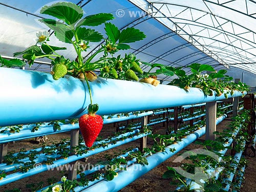  Detail of ripe strawberry - greenhouse with hydroponic plantation  - Caxias do Sul city - Rio Grande do Sul state (RS) - Brazil