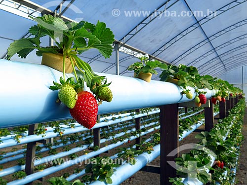  Detail of ripe strawberry - greenhouse with hydroponic plantation  - Caxias do Sul city - Rio Grande do Sul state (RS) - Brazil