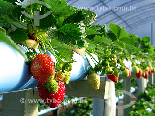  Detail of ripe and unripe strawberries - greenhouse with hydroponic plantation  - Caxias do Sul city - Rio Grande do Sul state (RS) - Brazil