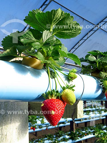  Detail of ripe and unripe strawberries - greenhouse with hydroponic plantation  - Caxias do Sul city - Rio Grande do Sul state (RS) - Brazil