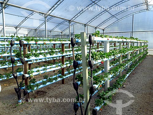  Greenhouse with strawberry hydroponic plantation  - Caxias do Sul city - Rio Grande do Sul state (RS) - Brazil