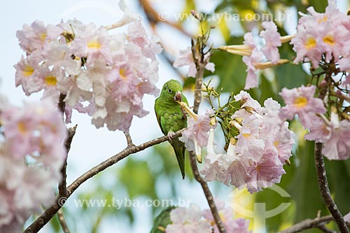  Yellow-chevroned Parakeet (Brotogeris chiriri) eating flowers of pink ipe tree (Tabebuia heptaphylla)   - Goias city - Goias state (GO) - Brazil