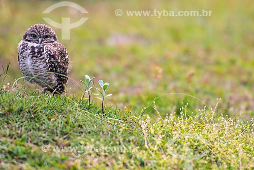  Detail of Burrowing owl (Athene cunicularia, old Speotyto cunicularia)  - Xangri-la city - Rio Grande do Sul state (RS) - Brazil