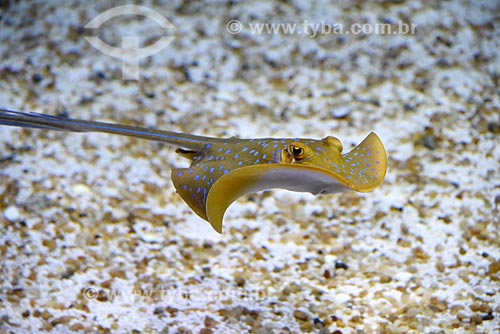 Detail of Bluespotted Ribbontail Ray (Taeniura lymma) - AquaRio - marine aquarium of the city of Rio de Janeiro  - Rio de Janeiro city - Rio de Janeiro state (RJ) - Brazil