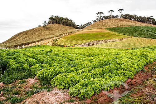   Lettuce plantation  - Rancho Queimado city - Santa Catarina state (SC) - Brazil