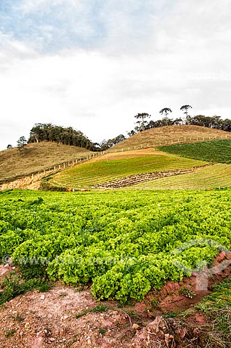   Lettuce plantation  - Rancho Queimado city - Santa Catarina state (SC) - Brazil