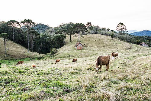  Cattle grazing  - Rancho Queimado city - Santa Catarina state (SC) - Brazil