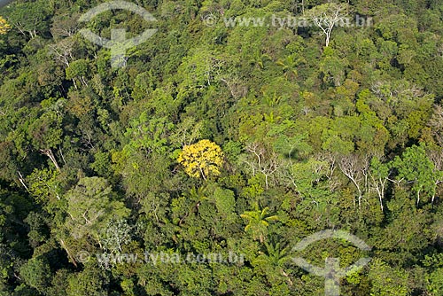  Aerial photo of Yellow Ipe Tree - Amazon Rainforest  - Sao Felix do Xingu city - Para state (PA) - Brazil