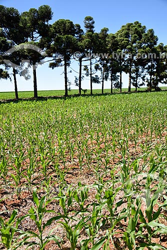  Corn plantation  - Planaltina city - Goias state (GO) - Brazil