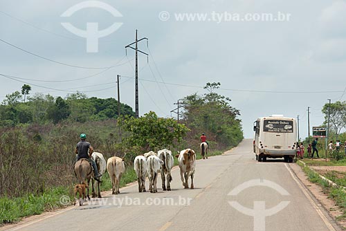  Cowboy leading the cattle and school bus on PA-279 highway  - Tucuma city - Para state (PA) - Brazil