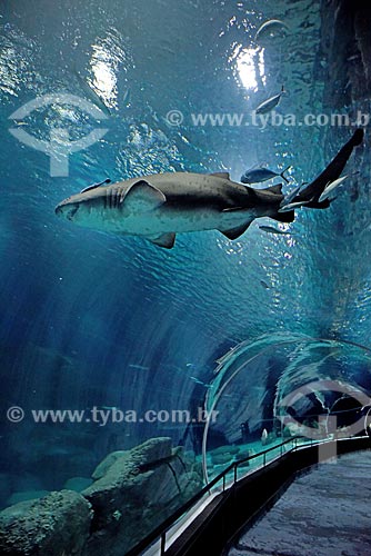  Shark - AquaRio - marine aquarium of the city of Rio de Janeiro  - Rio de Janeiro city - Rio de Janeiro state (RJ) - Brazil