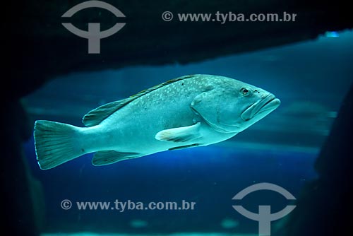  Detail of ornamental fish of the AquaRio - marine aquarium of the city of Rio de Janeiro  - Rio de Janeiro city - Rio de Janeiro state (RJ) - Brazil