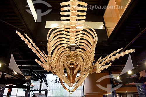  Detail of humpback whale (Megaptera novaeangliae) skeleton at the entrance of AquaRio - marine aquarium of the city of Rio de Janeiro  - Rio de Janeiro city - Rio de Janeiro state (RJ) - Brazil