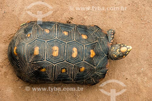  Detail of Red-footed tortoises (Chelonoidis carbonaria) - Moikarako Tribe - Kayapo Indigenous Land  - Sao Felix do Xingu city - Para state (PA) - Brazil