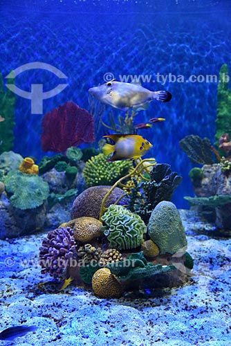  Detail of ornamental fish of the AquaRio - marine aquarium of the city of Rio de Janeiro  - Rio de Janeiro city - Rio de Janeiro state (RJ) - Brazil