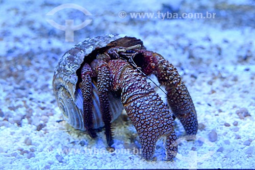  Hermit crab - AquaRio - marine aquarium of the city of Rio de Janeiro  - Rio de Janeiro city - Rio de Janeiro state (RJ) - Brazil