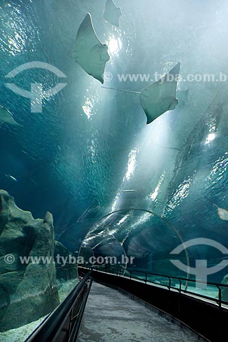  Stingrays - AquaRio - marine aquarium of the city of Rio de Janeiro  - Rio de Janeiro city - Rio de Janeiro state (RJ) - Brazil