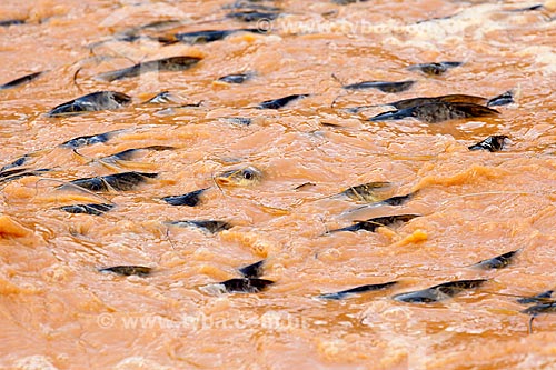  Dead fish - Doce River after the dam rupture of the Samarco company mining rejects in Mariana city (MG)  - Linhares city - Espirito Santo state (ES) - Brazil